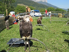 Aigle 1